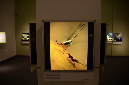 Wasp_exhibition__DSC3503